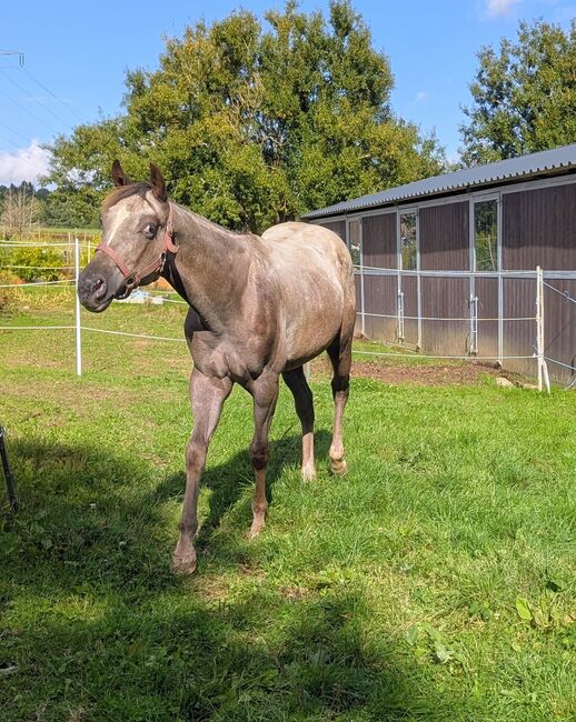 ApHC Hengst Jährling, A. Gößler, Horses For Sale, Morbach, Image 17