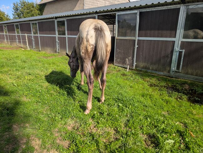 ApHC Hengst Jährling, A. Gößler, Horses For Sale, Morbach, Image 21