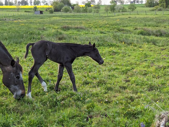 ApHC Filly, A. Gößler, Horses For Sale, Morbach, Image 3