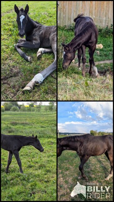 ApHC Filly, A. Gößler, Horses For Sale, Morbach, Image 13