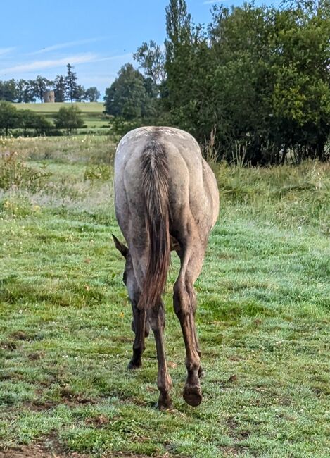 ApHC Jährling, A. Gößler, Horses For Sale, Morbach, Image 3