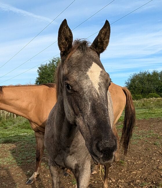 ApHC Jährling, A. Gößler, Horses For Sale, Morbach, Image 8