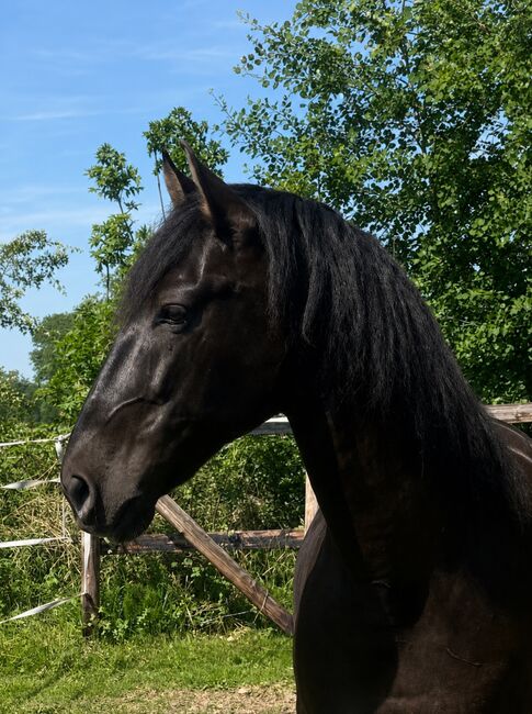 Apolo XVII La Yedra - PRE Pura Raza Espanola, Wallach, 9 Jahre, Rappe, WOW Pferd  (WOW Pferd), Horses For Sale, Bayern - Attenkirchen