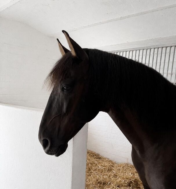 Apolo XVII La Yedra - PRE Pura Raza Espanola, Wallach, 9 Jahre, Rappe, WOW Pferd  (WOW Pferd), Pferd kaufen, Bayern - Attenkirchen