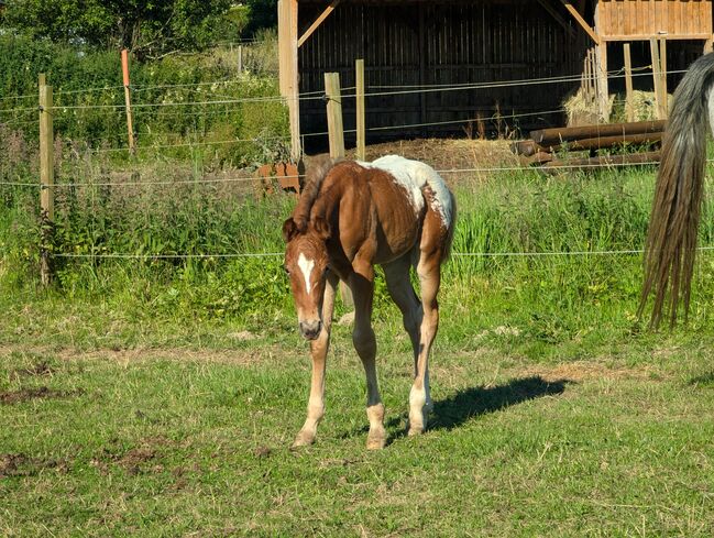 Appaloosa Hengstfohlen ApHC, A. Gößler, Horses For Sale, Morbach, Image 8