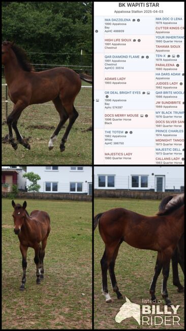 Appaloosa Hengstfohlen, Bernd Krämer, Horses For Sale, Pappenheim , Image 7