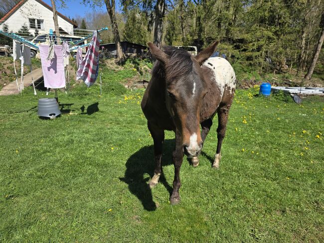 Appaloosa Hengstfohlen, Sandra Liesenberg , Horses For Sale, Stiege, Image 4