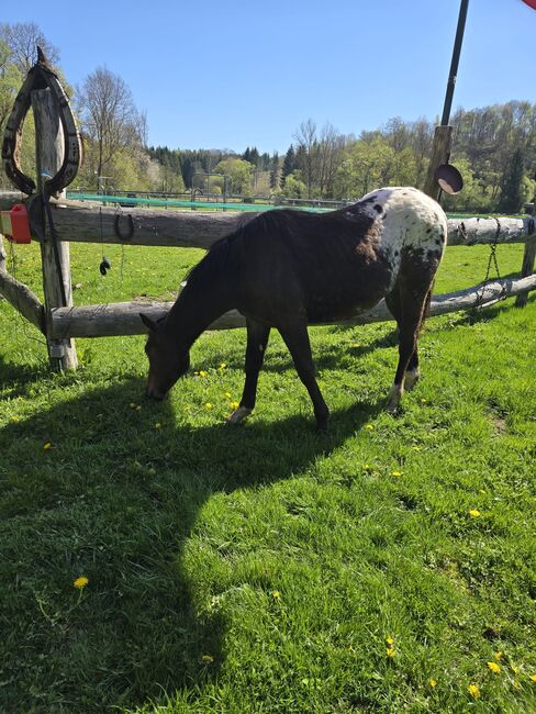 Appaloosa Hengstfohlen, Sandra Liesenberg , Horses For Sale, Stiege, Image 5