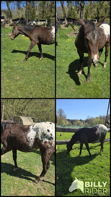 Appaloosa Hengstfohlen, Sandra Liesenberg , Horses For Sale, Stiege, Image 6