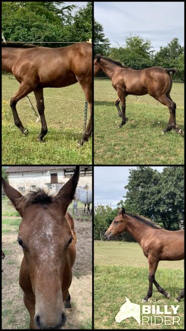 Appaloosa Stutfohlen, Bernd Krämer, Horses For Sale, Pappenheim , Image 12