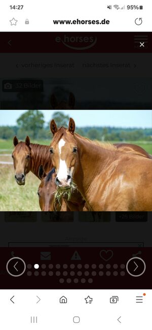 Appaloosa Wallach, Nadine, Horses For Sale, Asendorf, Image 2