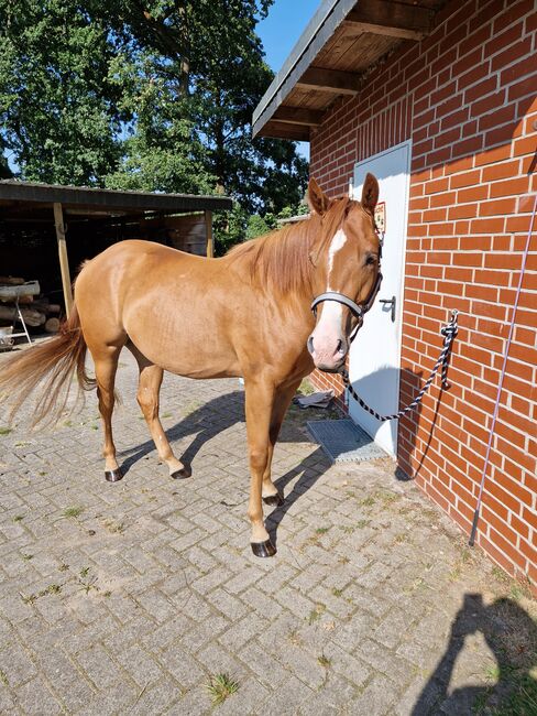 Appaloosa Wallach, Nadine, Horses For Sale, Asendorf, Image 3