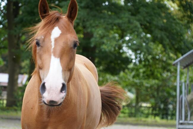 Appaloosa Wallach, Nadine, Horses For Sale, Asendorf, Image 4