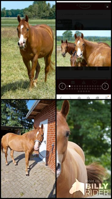 Appaloosa Wallach, Nadine, Horses For Sale, Asendorf, Image 6