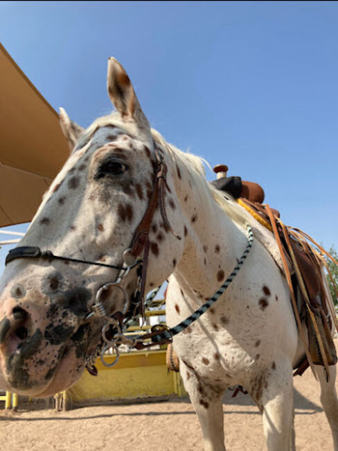 Appaloosa Wallach, Beate Martens, Horses For Sale, Wardenburg, Image 3