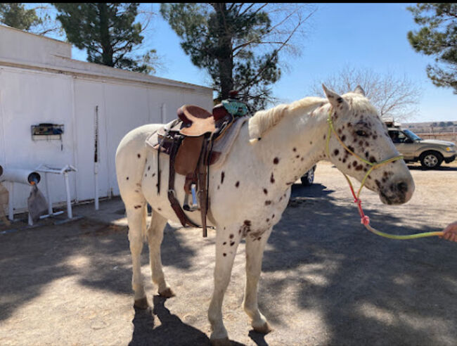 Appaloosa Wallach, Beate Martens, Horses For Sale, Wardenburg, Image 8