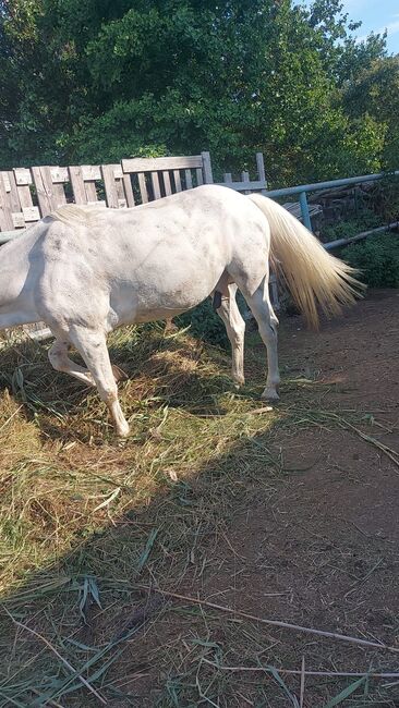 Appaloosa Wallach, Marlis, Konie na sprzedaż, Himberg, Image 6