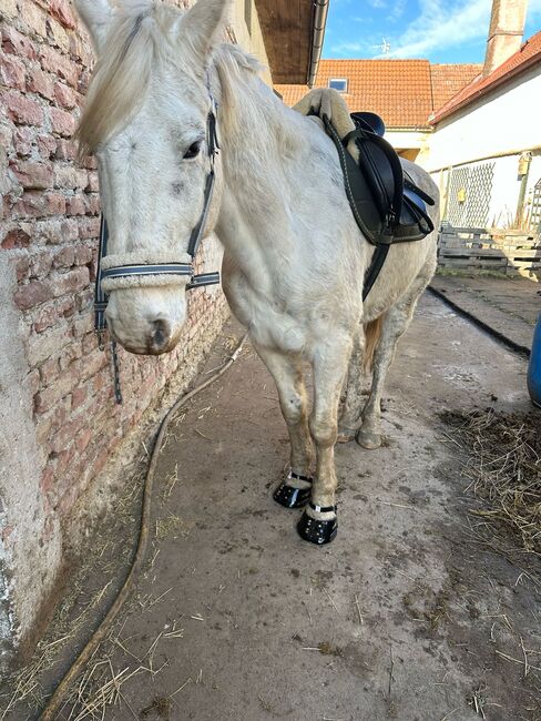 Appaloosa Wallach, Marlis, Konie na sprzedaż, Himberg