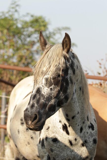 Appaloosa Wallach, Manuel Pühringer, Konie na sprzedaż, Poysbrunn