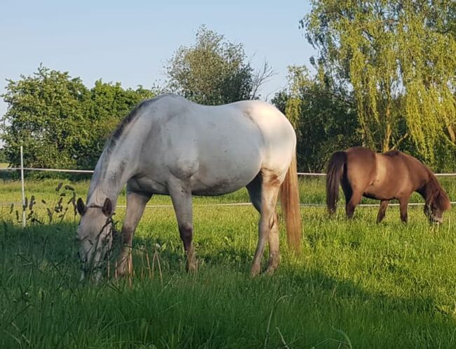 Appaloosa Wallach, H. Habermann, Konie na sprzedaż, Stöckse, Image 2