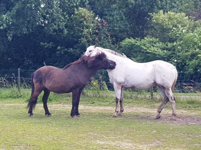 Appaloosa Wallach, H. Habermann, Konie na sprzedaż, Stöckse, Image 3