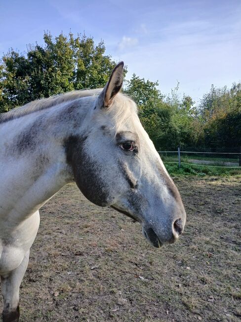 Appaloosa Wallach, H. Habermann, Konie na sprzedaż, Stöckse, Image 4