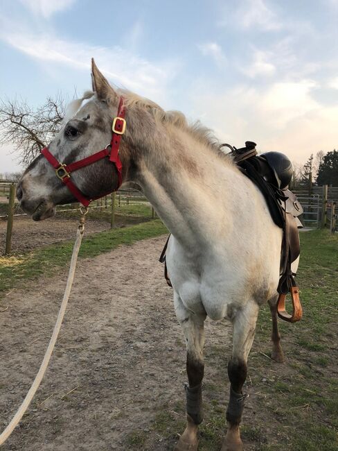 Appaloosa Wallach, H. Habermann, Konie na sprzedaż, Stöckse