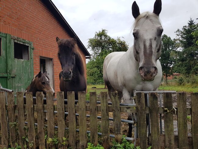 Appaloosa Wallach, H. Habermann, Konie na sprzedaż, Stöckse, Image 5