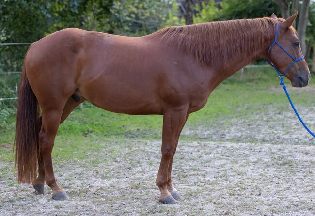Appaloosa-Wallach mit Charakter und solider Westernbasis sucht 5-Sterne-Zuhause, Kerstin Rehbehn (Pferdemarketing Ost), Horses For Sale, Nienburg