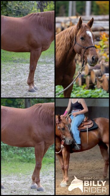 Appaloosa-Wallach mit Charakter und solider Westernbasis sucht 5-Sterne-Zuhause, Kerstin Rehbehn (Pferdemarketing Ost), Horses For Sale, Nienburg, Image 9