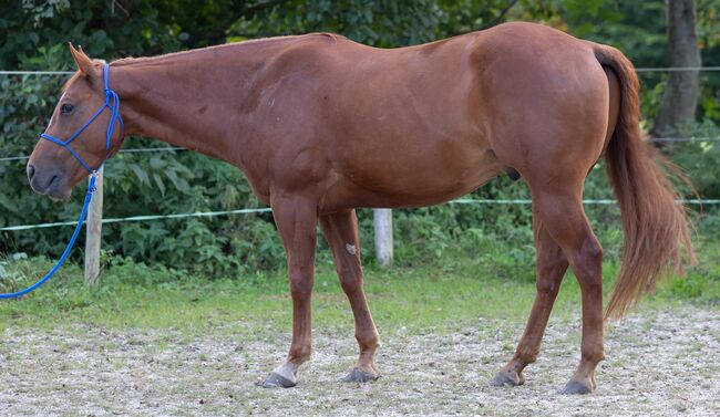 Appaloosa-Wallach mit Charakter und solider Westernbasis sucht 5-Sterne-Zuhause, Kerstin Rehbehn (Pferdemarketing Ost), Horses For Sale, Nienburg, Image 2