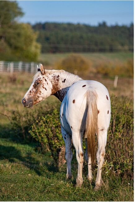 Appaloosa Hengst Aphc, Kveta Cervena , Horses For Sale, Racov 16, Image 5