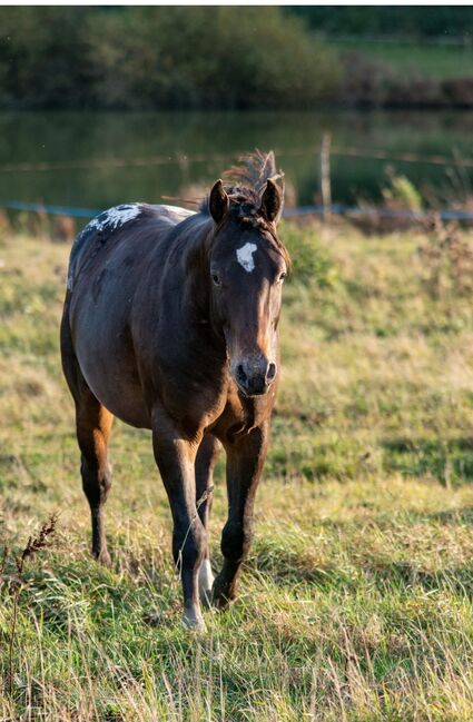 Appaloosa Hengst Aphc, Kveta Cervena , Horses For Sale, Racov 16