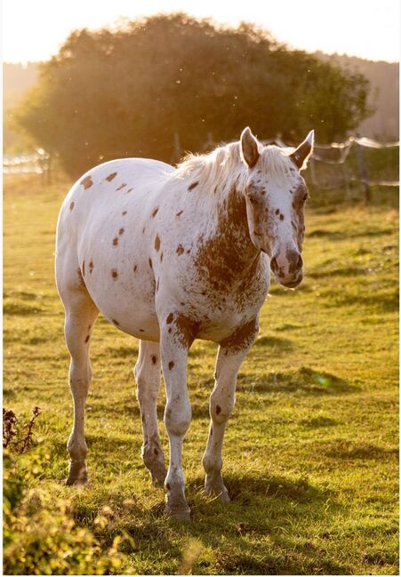 Appaloosa Hengst Aphc, Kveta Cervena , Pferd kaufen, Racov 16, Abbildung 3