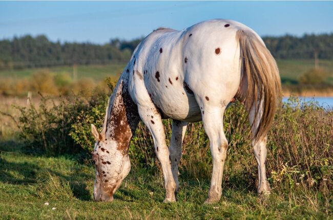 Appaloosa Hengst Aphc, Kveta Cervena , Pferd kaufen, Racov 16, Abbildung 4