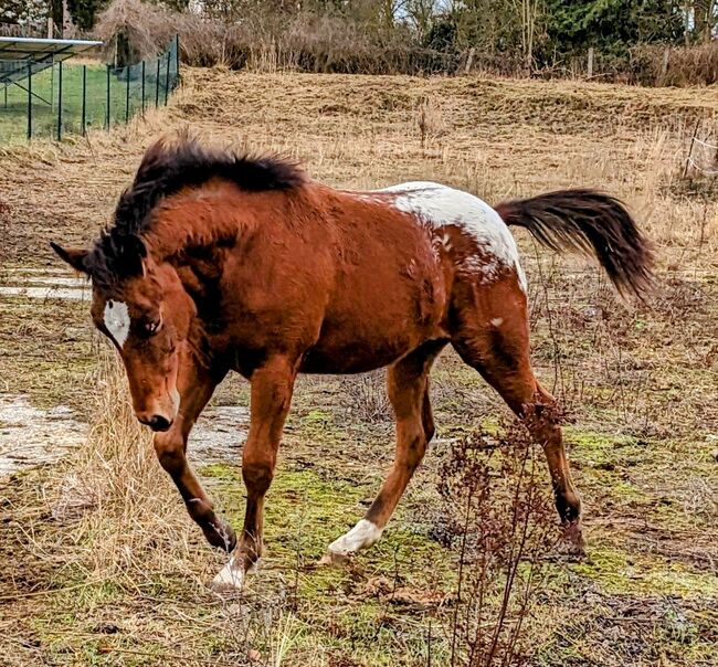 Appaloosa Hengst ApHCG Papier, Nicole Friebus , Pferd kaufen, Mangelsdorf 