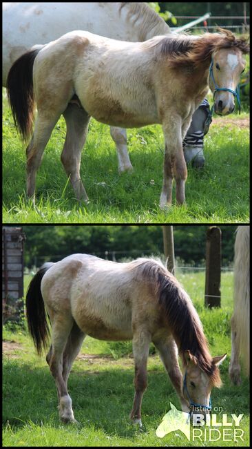Appaloosa Hengst Jährling 2/2024 Herausragende Bewegungen, Wolfgang Künkel, Horses For Sale, Preuß. Oldendorf, Image 3