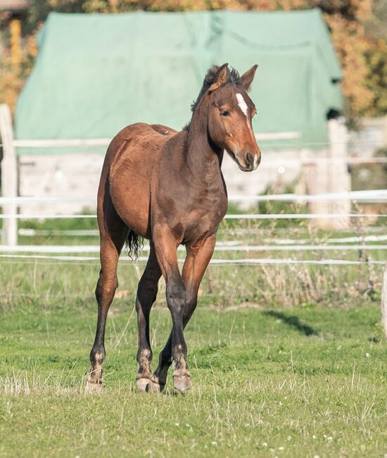 Appaloosa Hengst Jährling, Nicole Friebus , Pferd kaufen, Mangelsdorf 