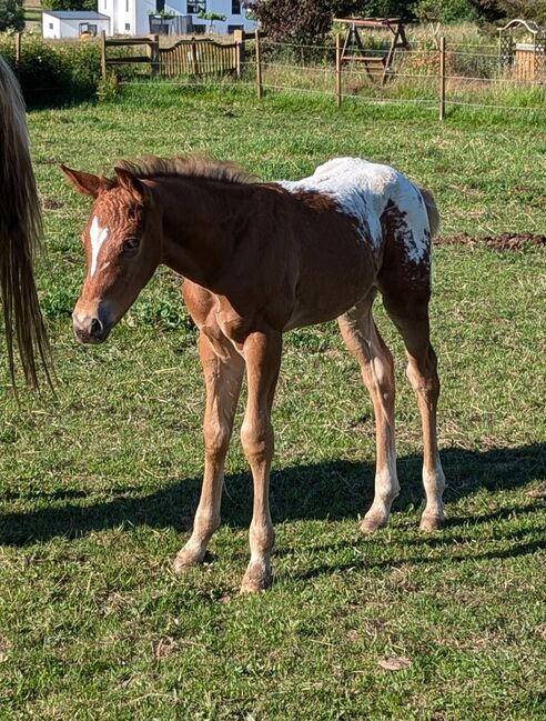 Appaloosa Hengstfohlen ApHC, A. Gößler, Pferd kaufen, Morbach