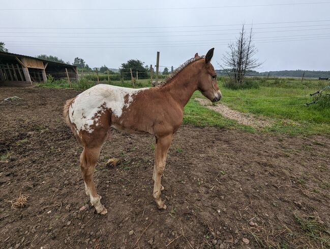 Appaloosa Hengstfohlen ApHC, A. Gößler, Pferd kaufen, Morbach, Abbildung 2