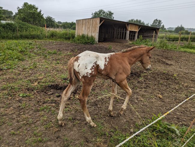 Appaloosa Hengstfohlen ApHC, A. Gößler, Pferd kaufen, Morbach, Abbildung 5