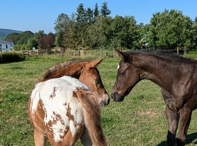 Appaloosa Hengstfohlen ApHC, A. Gößler, Pferd kaufen, Morbach, Abbildung 7