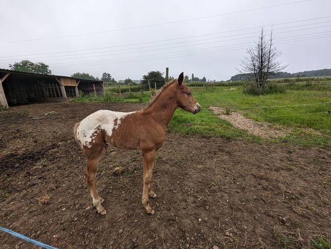 Appaloosa Hengstfohlen ApHC, A. Gößler, Pferd kaufen, Morbach, Abbildung 9