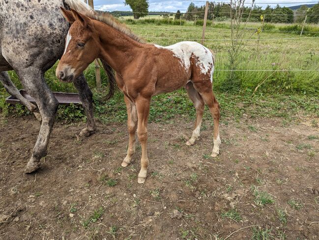 Appaloosa Hengstfohlen ApHC, A. Gößler, Pferd kaufen, Morbach, Abbildung 12