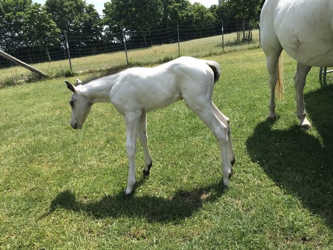 Appaloosa Hengstfohlen Few Spot, Nina, Pferd kaufen, Nördlingen , Abbildung 6