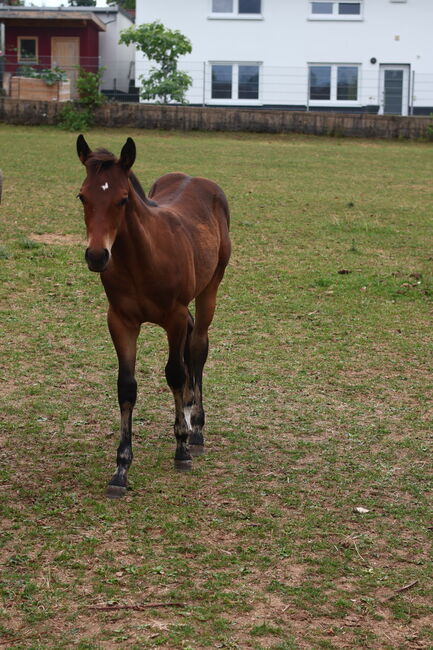 Appaloosa Hengstfohlen, Bernd Krämer, Pferd kaufen, Pappenheim , Abbildung 4