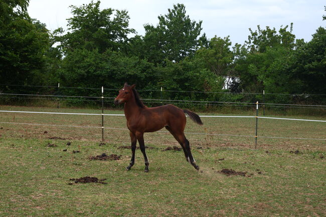 Appaloosa Hengstfohlen, Bernd Krämer, Pferd kaufen, Pappenheim , Abbildung 3