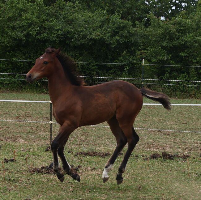 Appaloosa Hengstfohlen, Bernd Krämer, Pferd kaufen, Pappenheim 