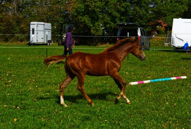Appaloosa Hengstfohlen, Bernd Krämer, Pferd kaufen, Pappenheim 