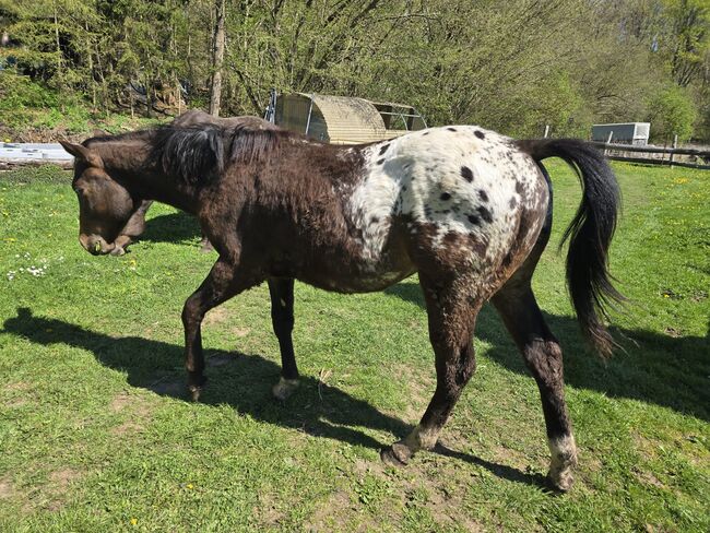 Appaloosa Hengstfohlen, Sandra Liesenberg , Pferd kaufen, Stiege, Abbildung 2